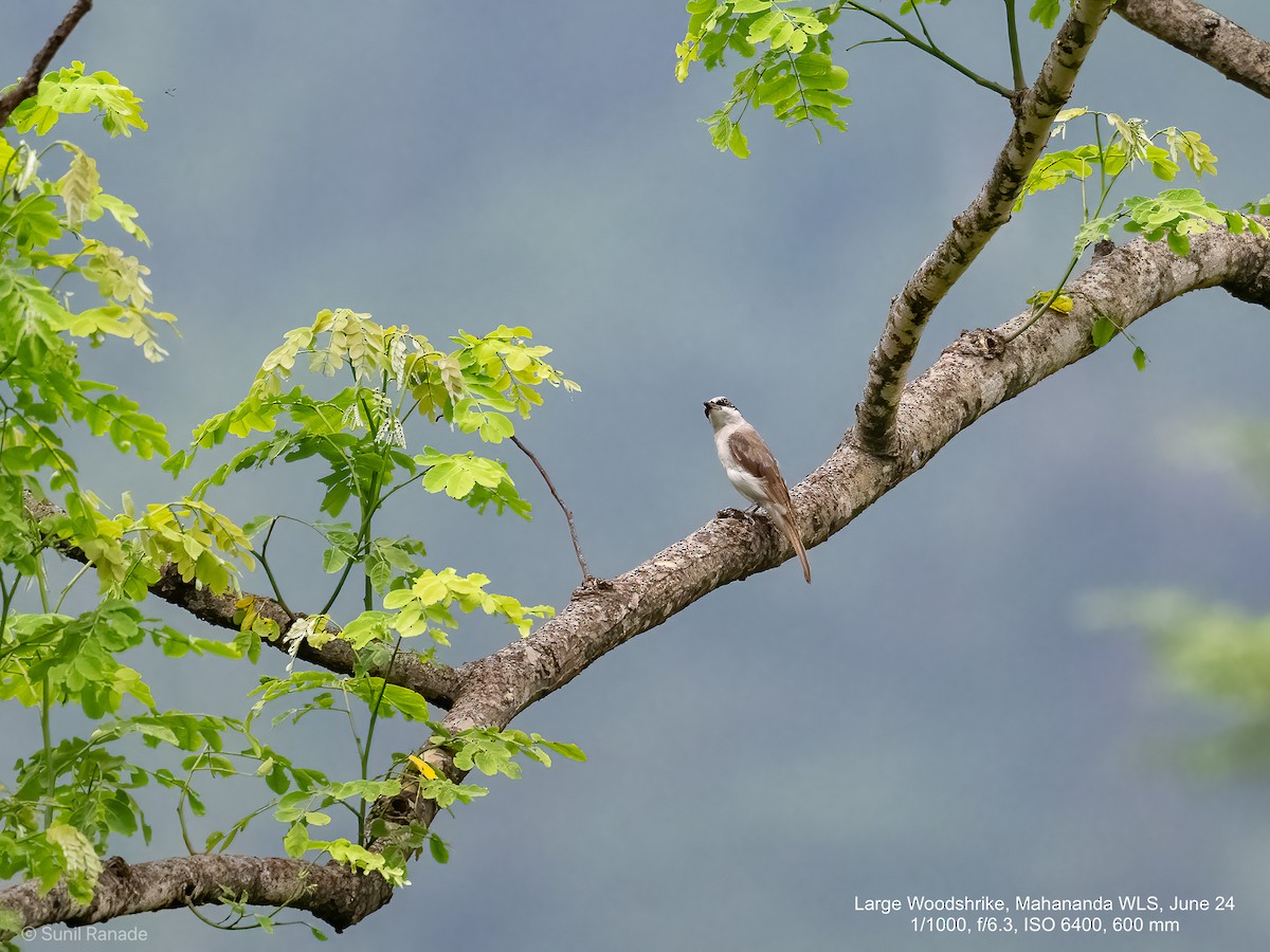 Large Woodshrike - ML625727216