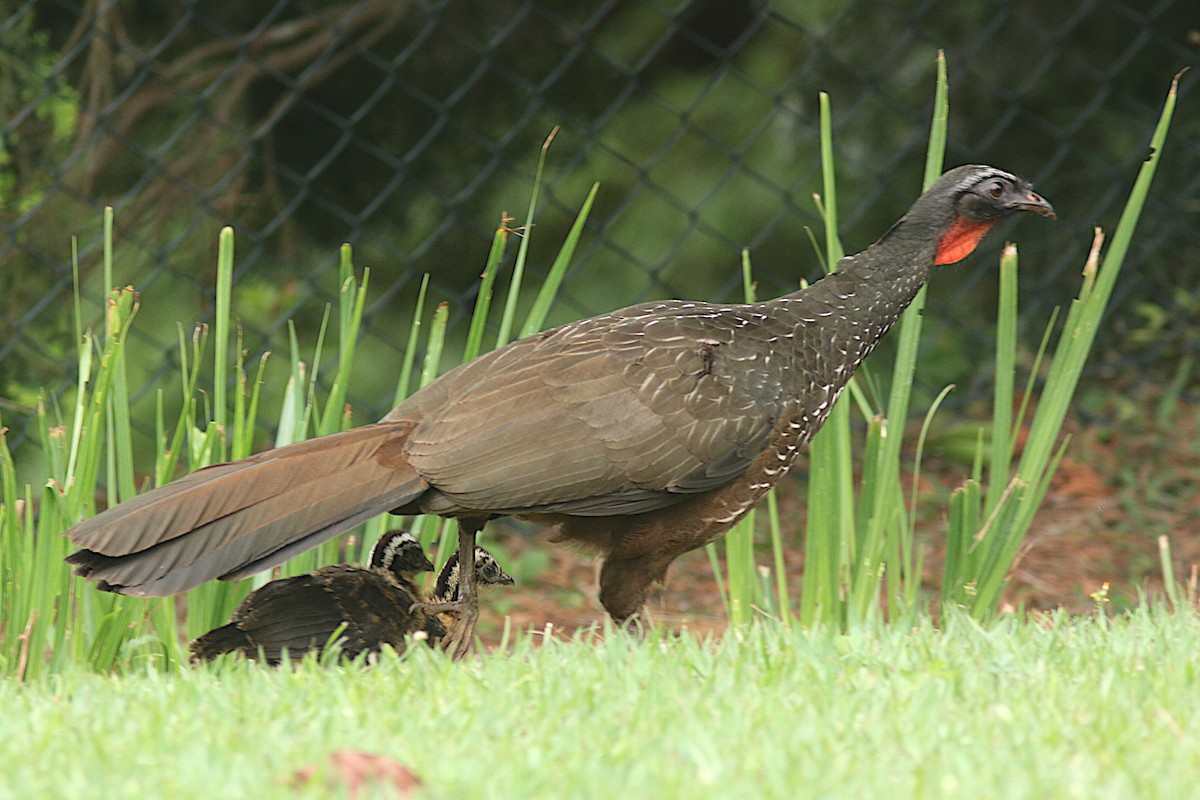 Rusty-margined Guan - ML625727777