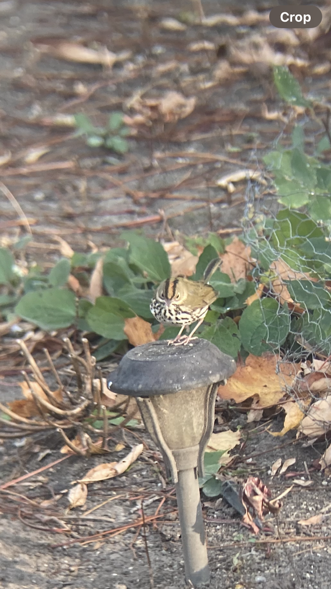 Ovenbird - ML625727922