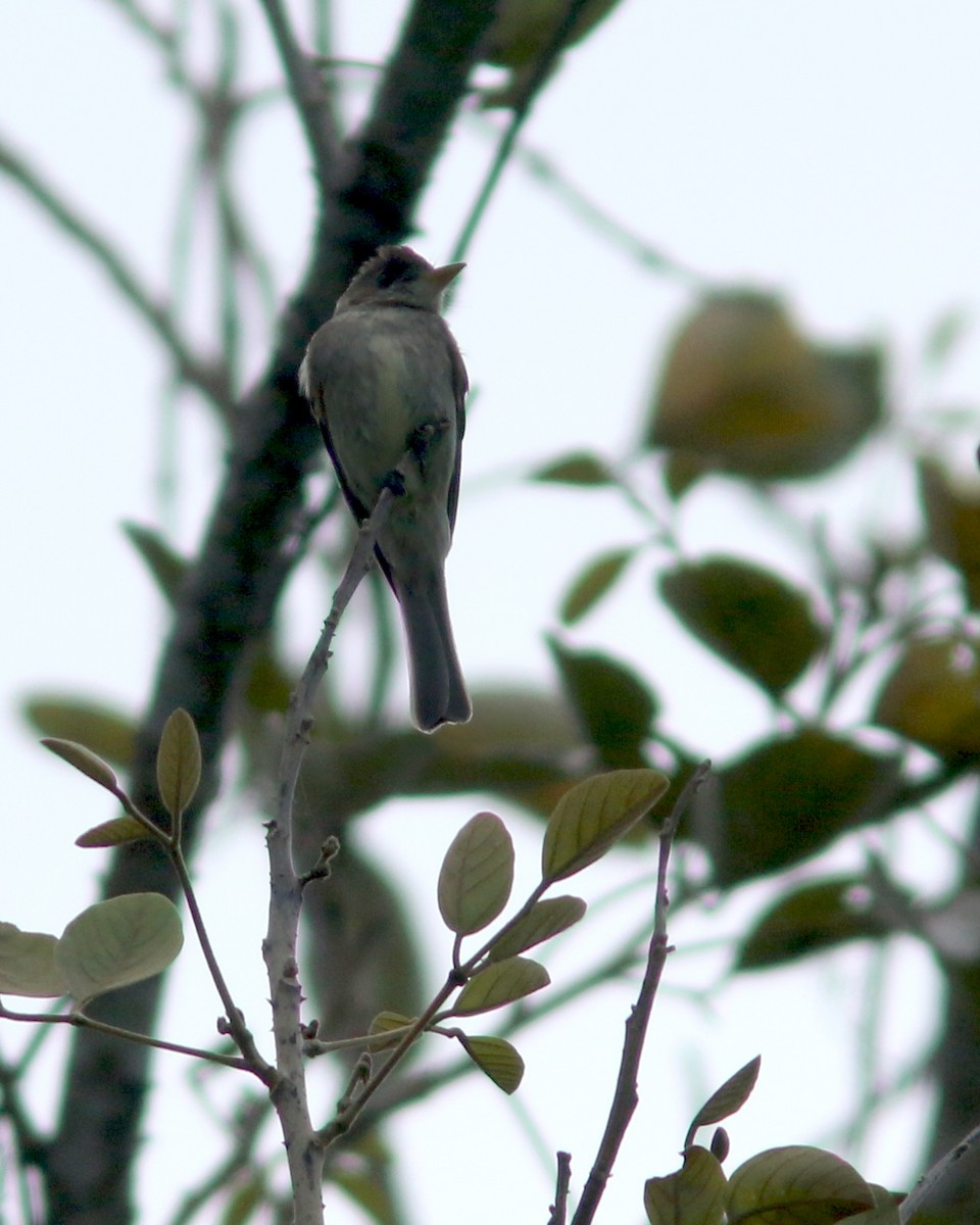 Northern Tropical Pewee - ML625727964