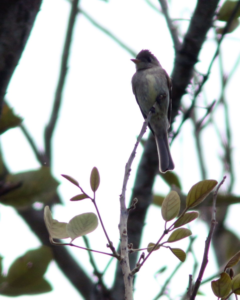 Northern Tropical Pewee - ML625727965