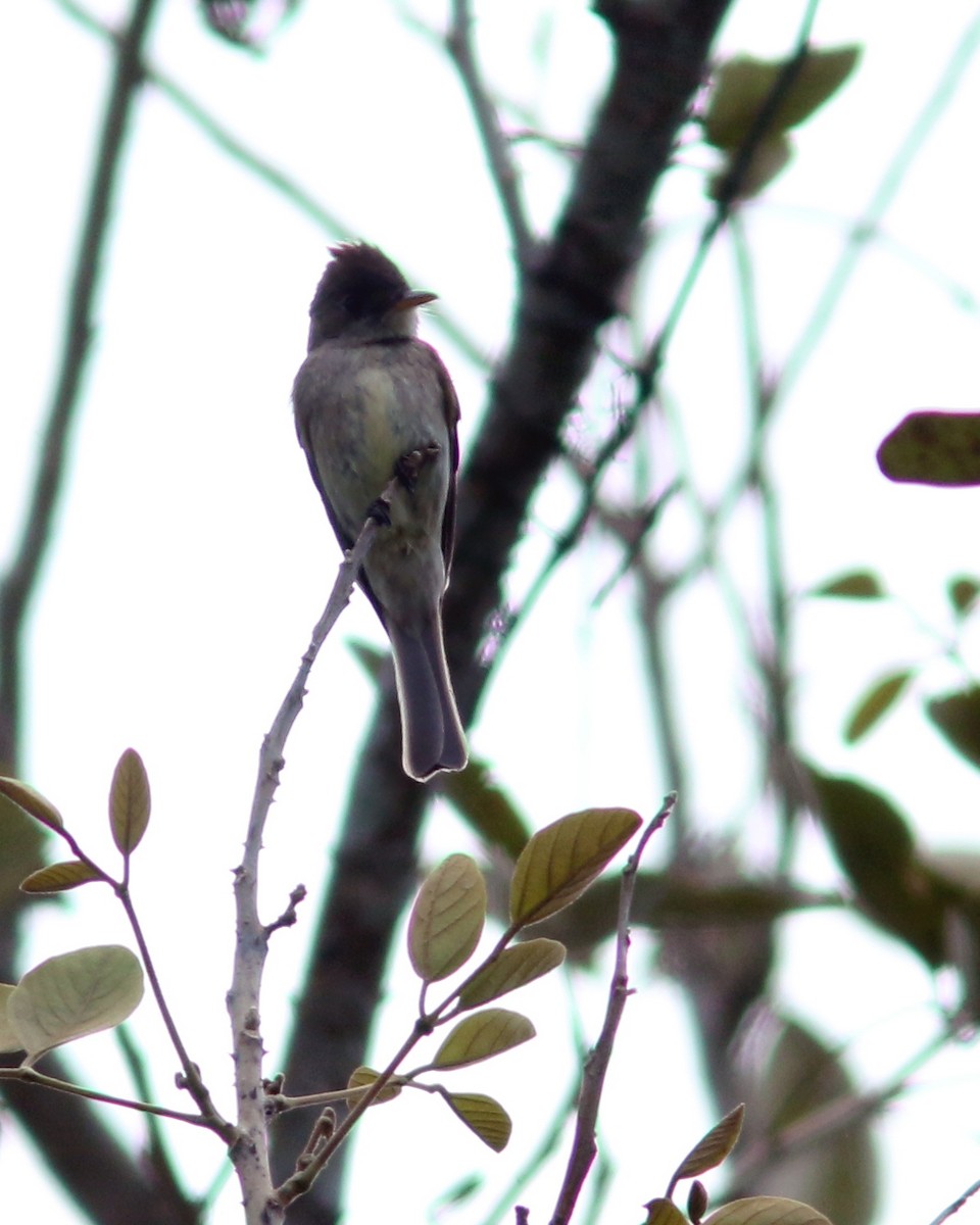 Northern Tropical Pewee - ML625727966