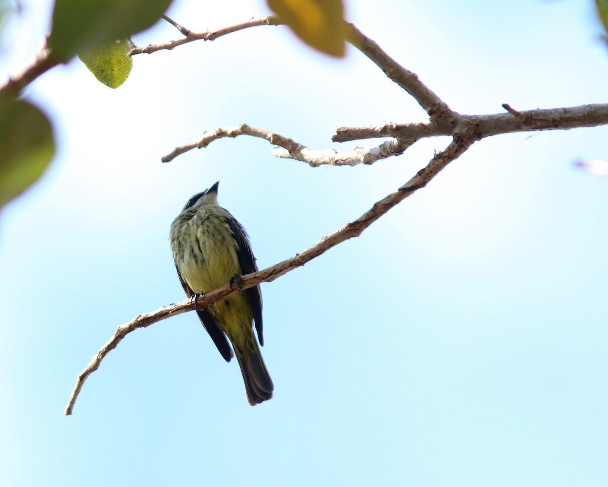 Piratic Flycatcher - ML625727996