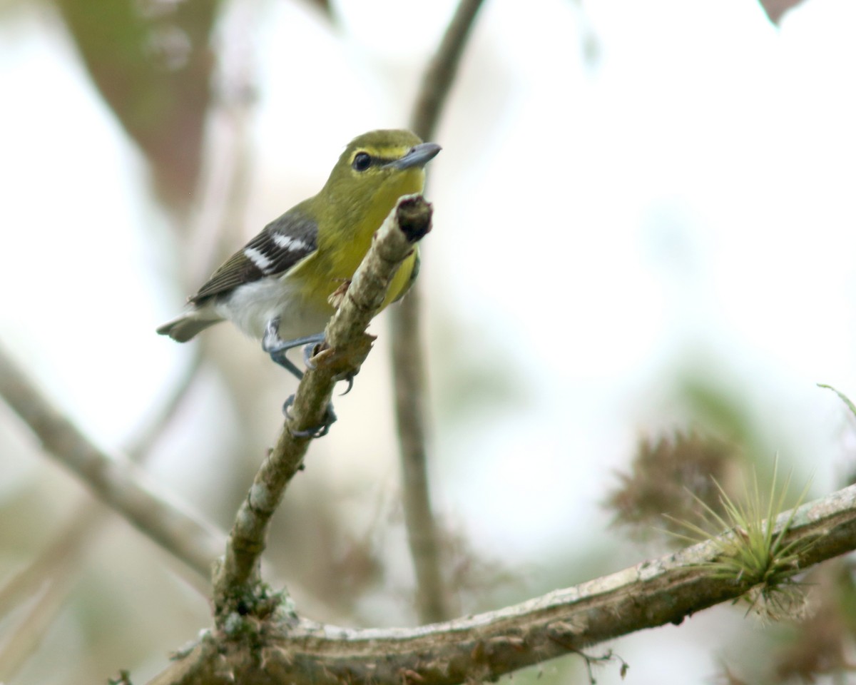Yellow-throated Vireo - ML625728009