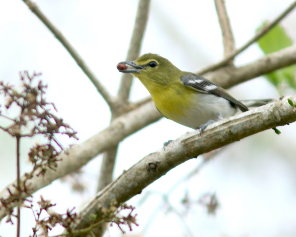 Yellow-throated Vireo - ML625728010