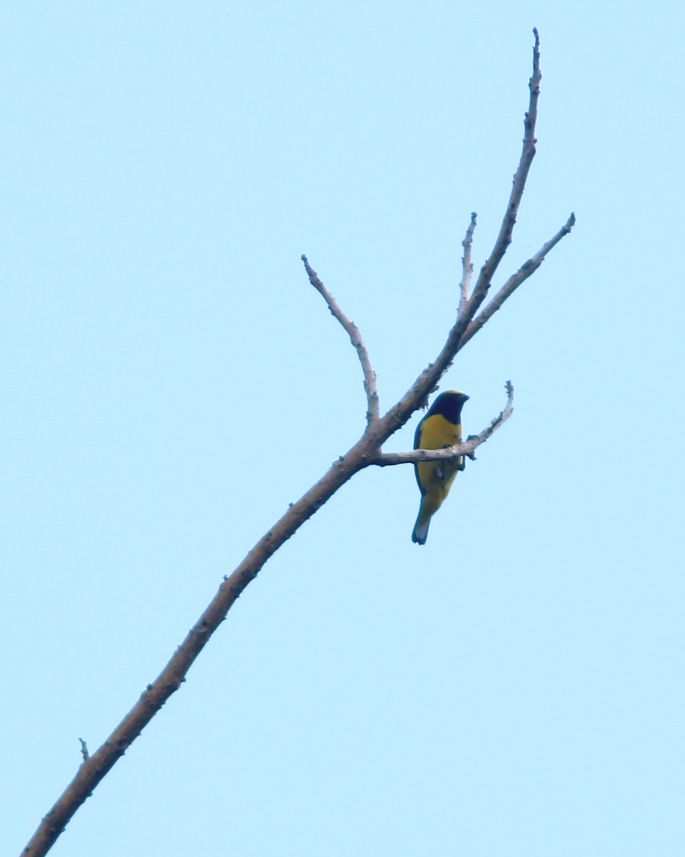 Scrub Euphonia - ML625728028