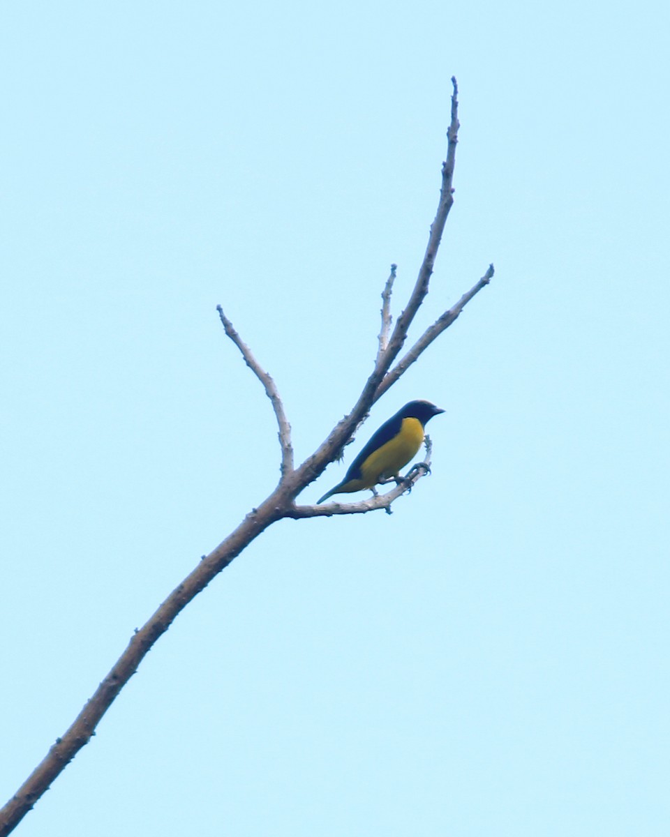Scrub Euphonia - ML625728029