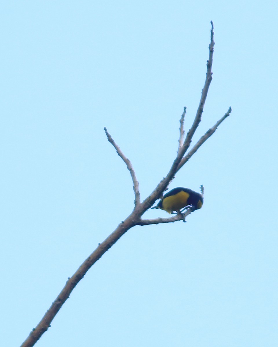 Scrub Euphonia - ML625728030