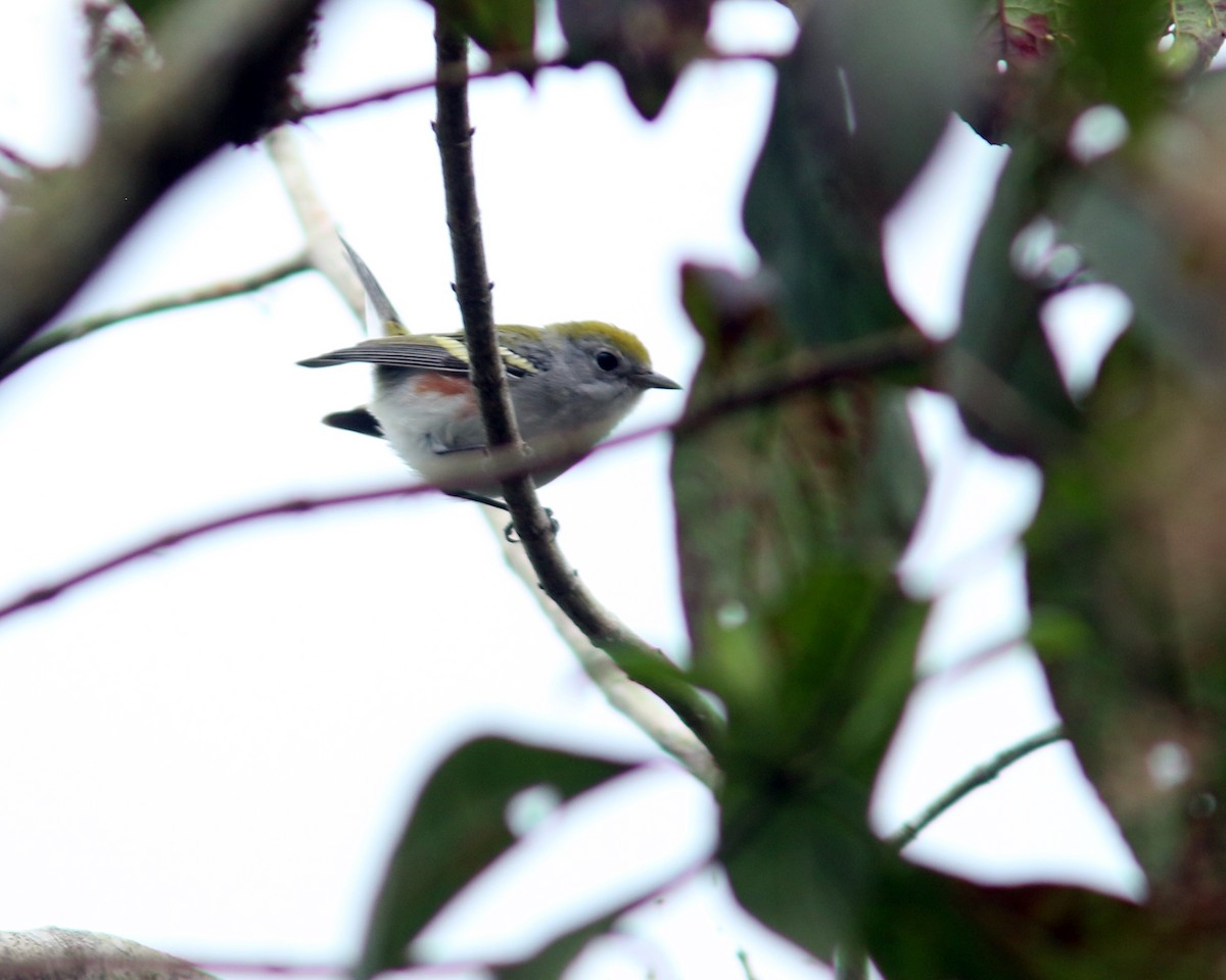 Chestnut-sided Warbler - ML625728056