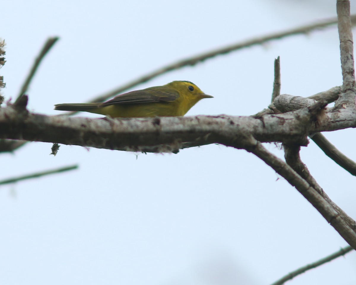 Wilson's Warbler - ML625728066