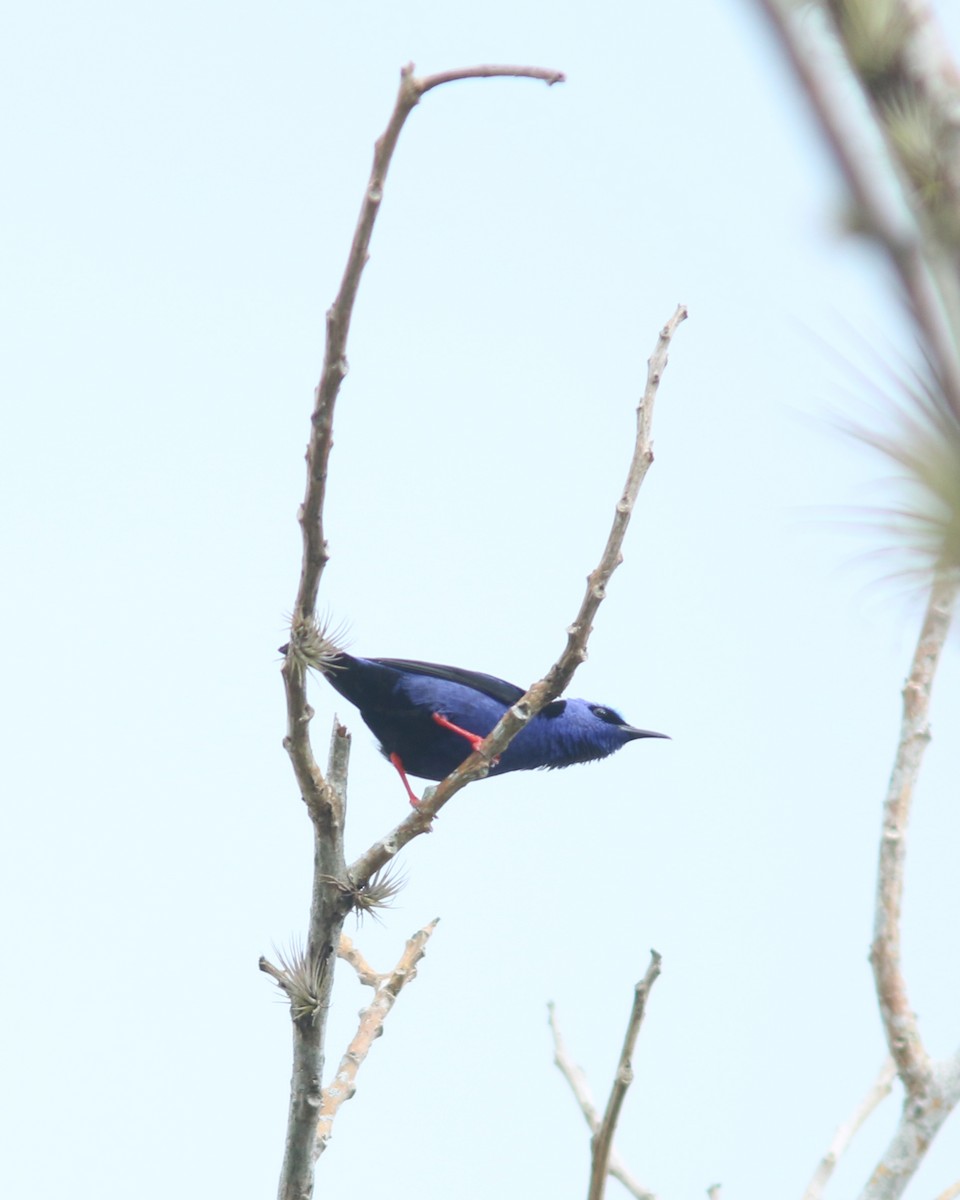 Red-legged Honeycreeper - ML625728091