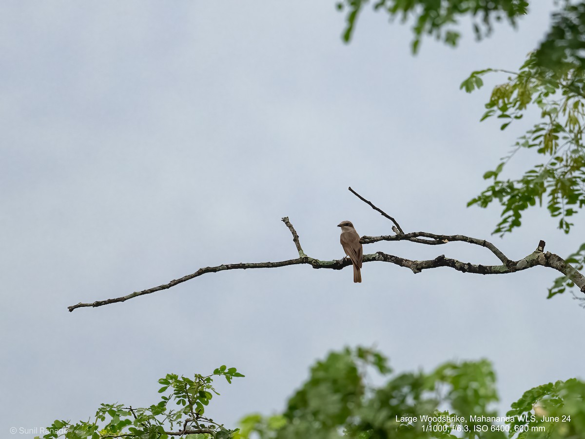 Large Woodshrike - ML625728131