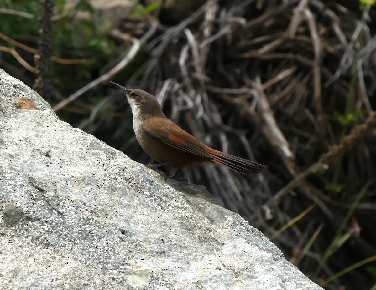 Crag Chilia - ML625728148