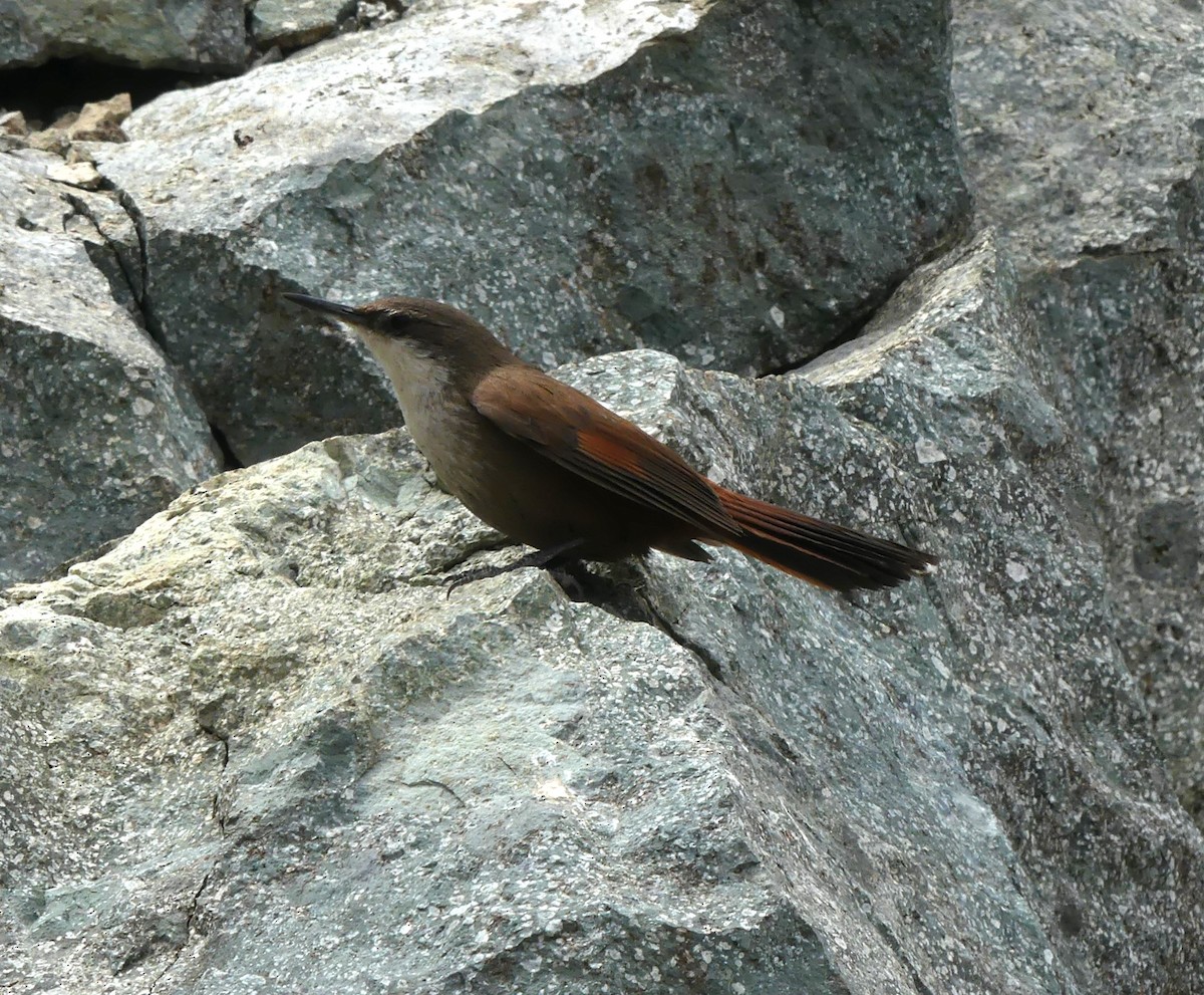 Crag Chilia - ML625728149