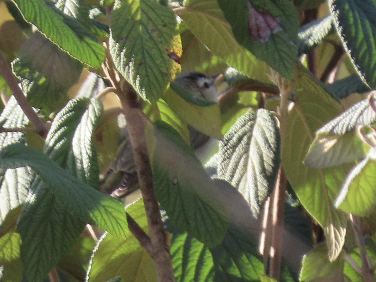 Vireo sp. - ML625728150