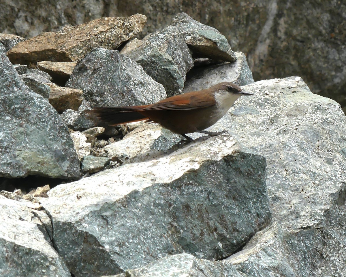 Crag Chilia - ML625728152