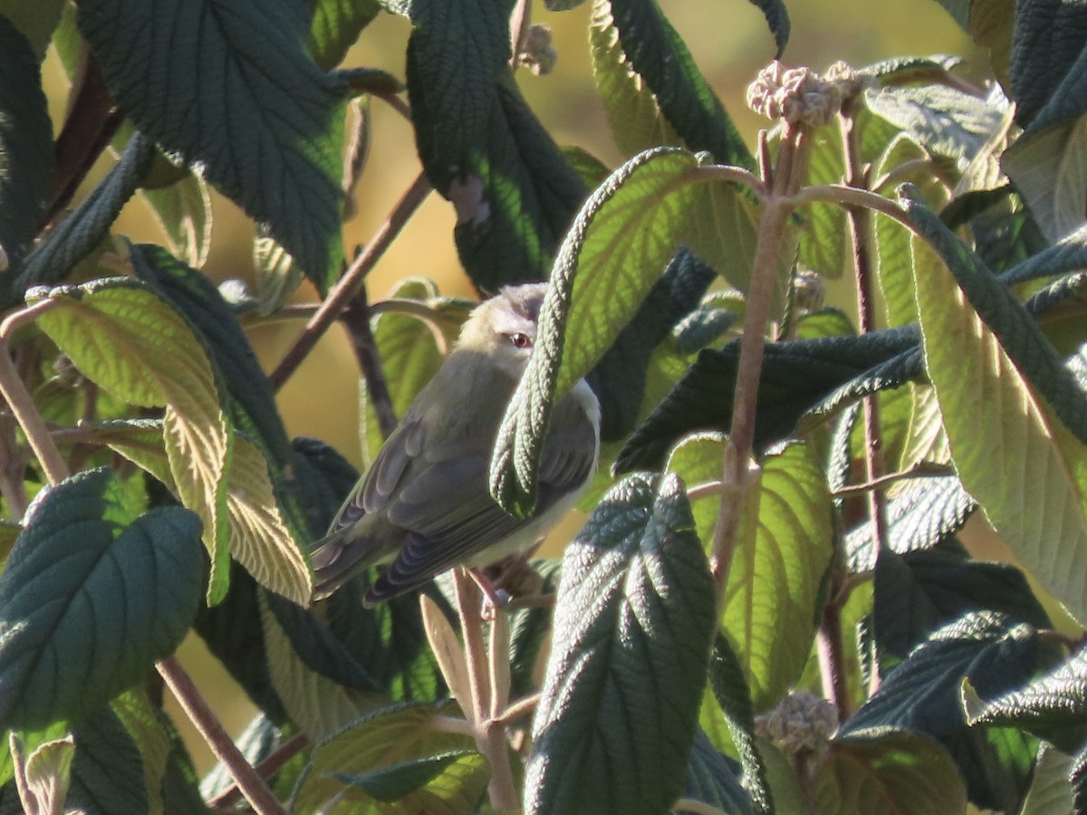 Vireo sp. - ML625728155