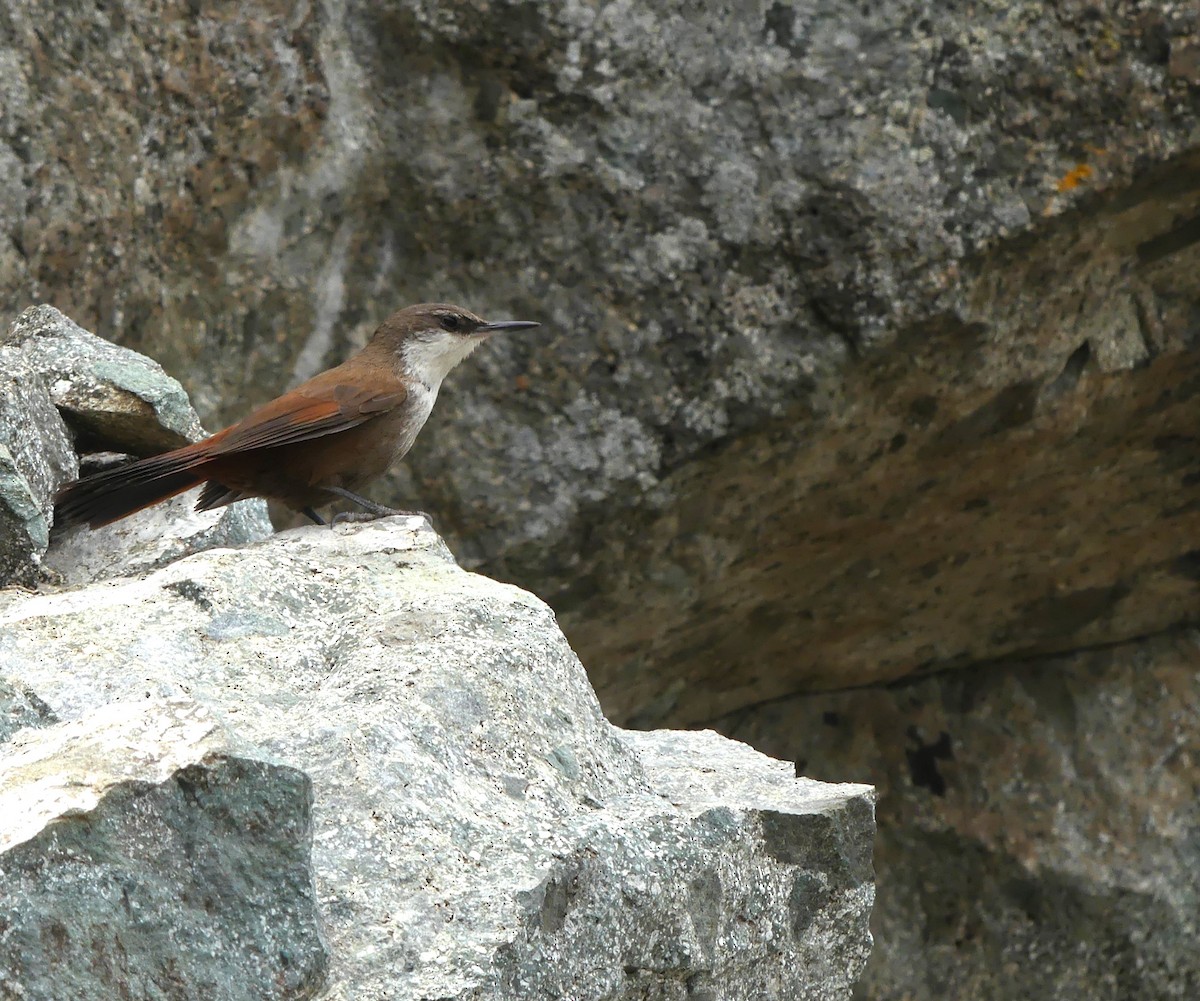 Crag Chilia - ML625728156