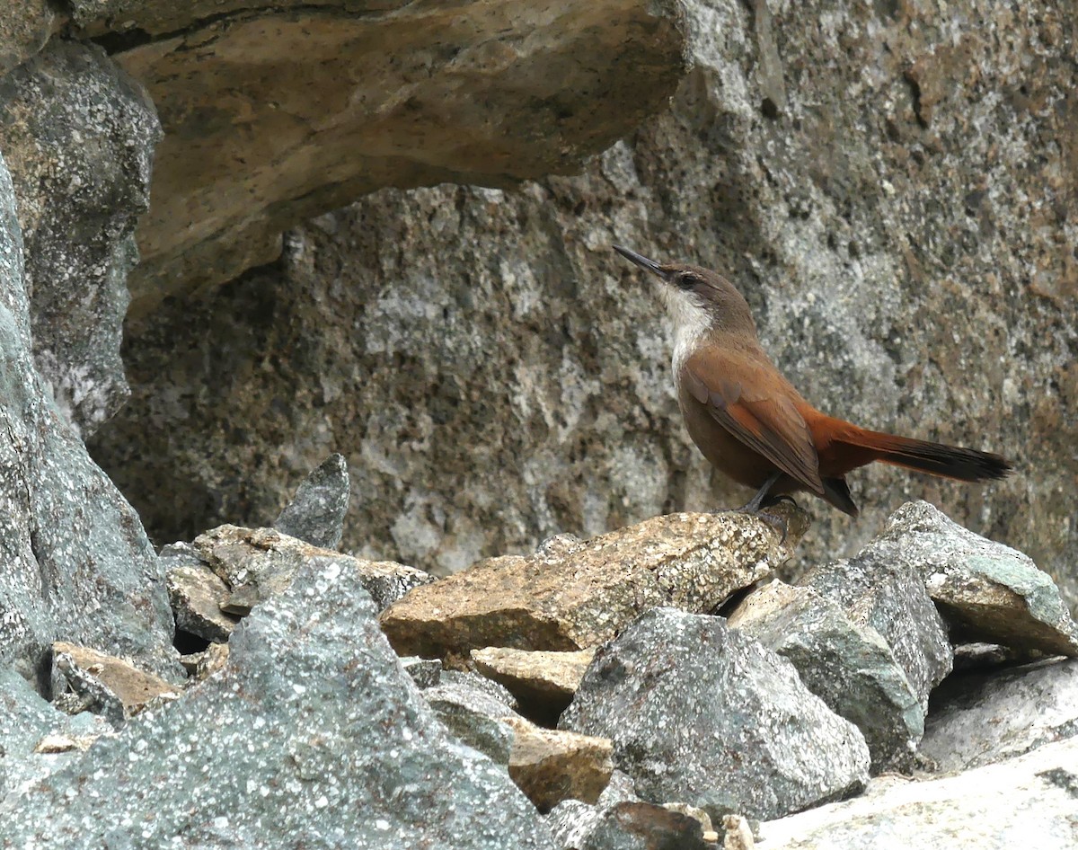 Crag Chilia - ML625728158