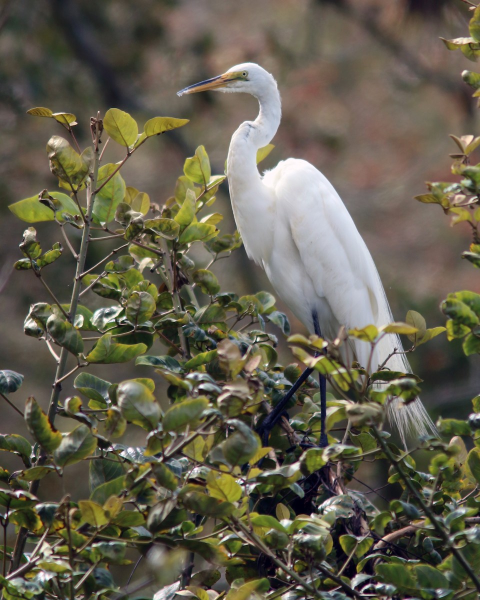 Great Egret - ML625728175