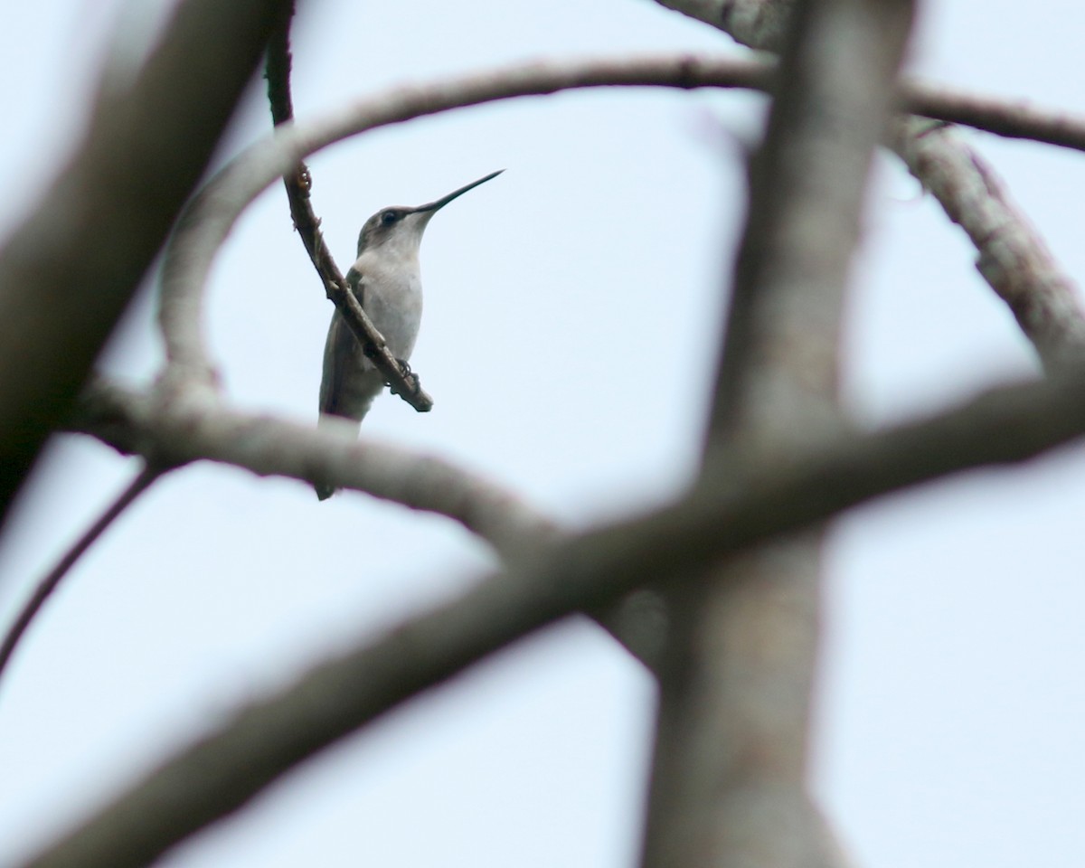 Ruby-throated Hummingbird - ML625728320