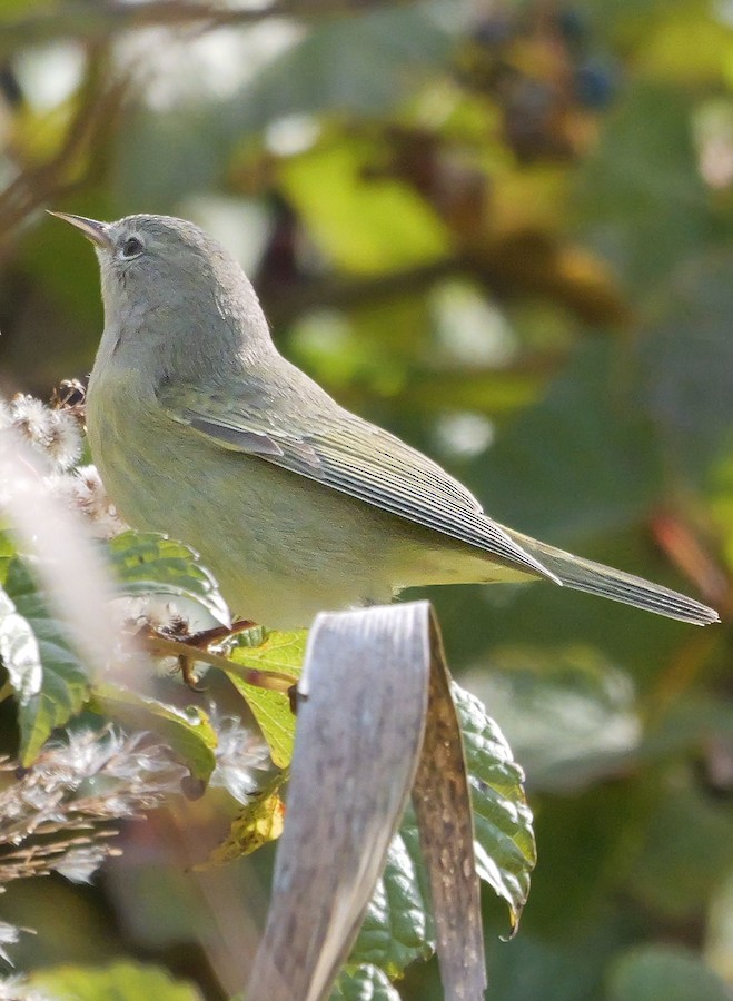 Orange-crowned Warbler - Roger Horn