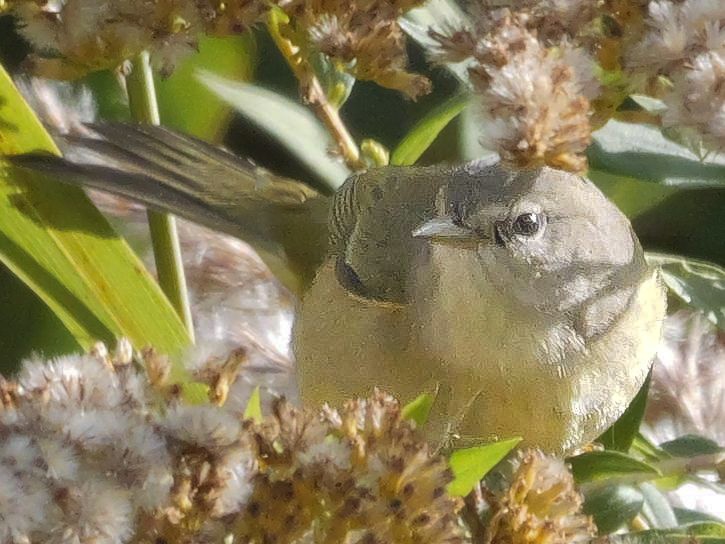 Orange-crowned Warbler - Roger Horn