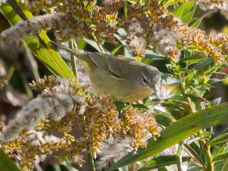 Orange-crowned Warbler - Roger Horn