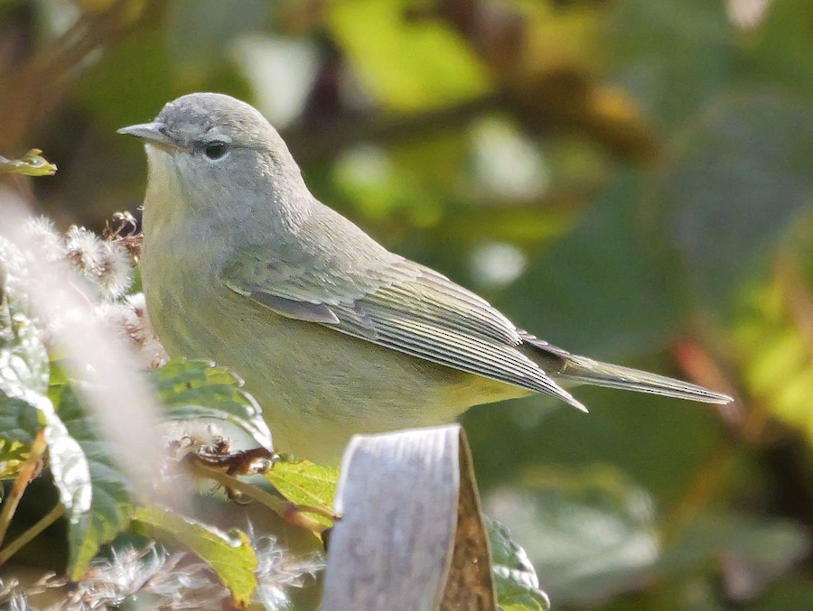 Orange-crowned Warbler - Roger Horn