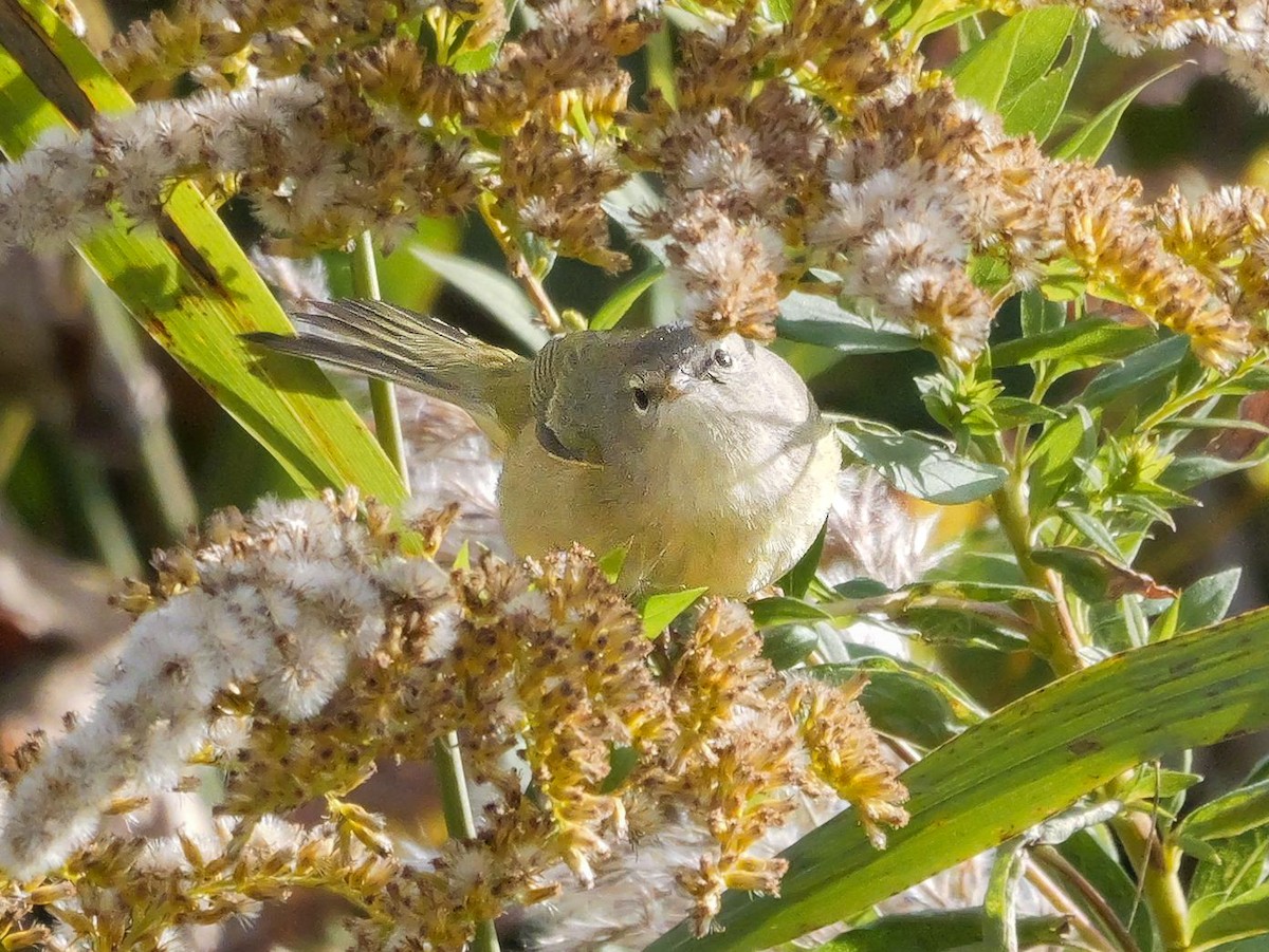 Paruline verdâtre - ML625728550