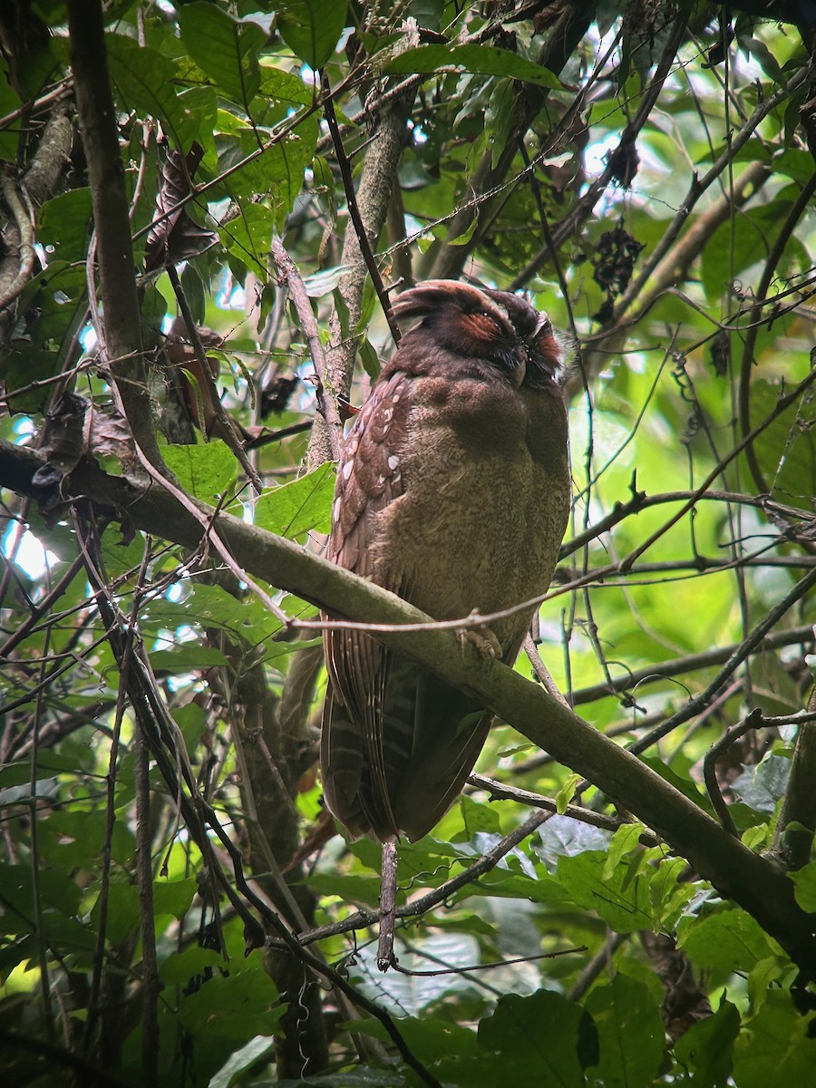 Crested Owl - ML625728562