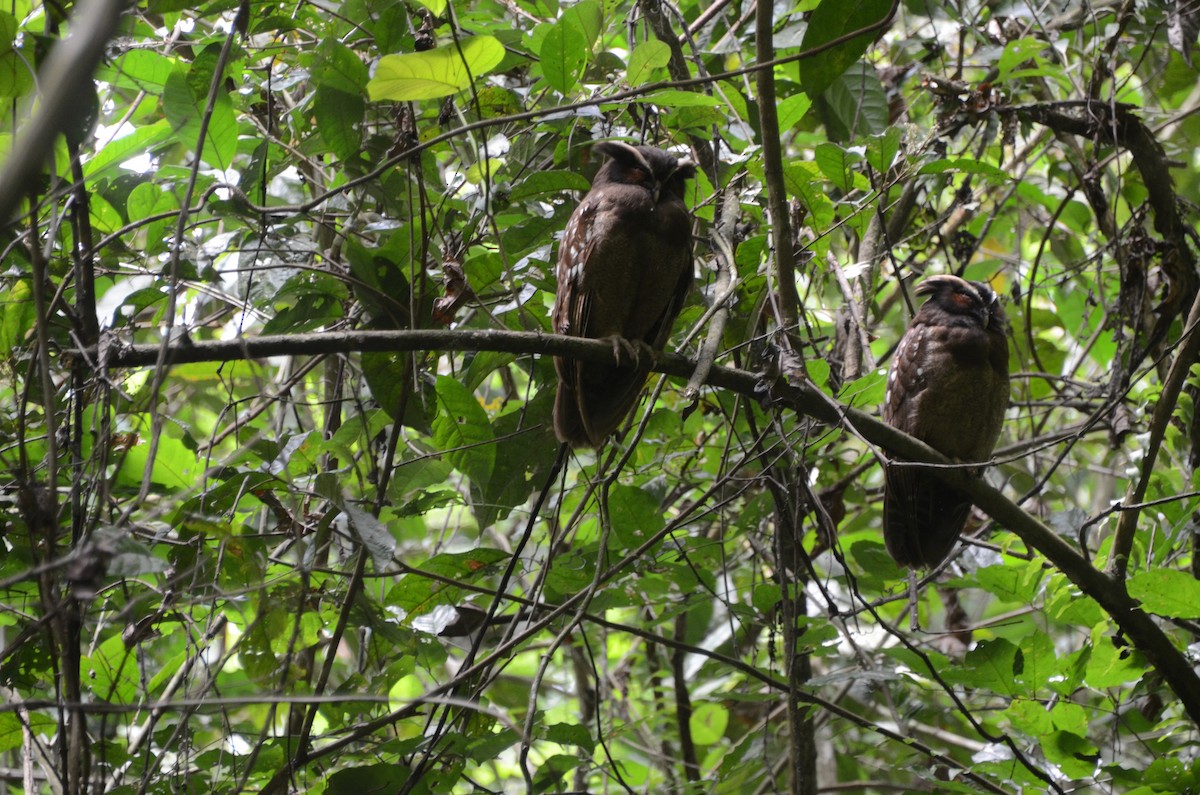 Crested Owl - ML625728563