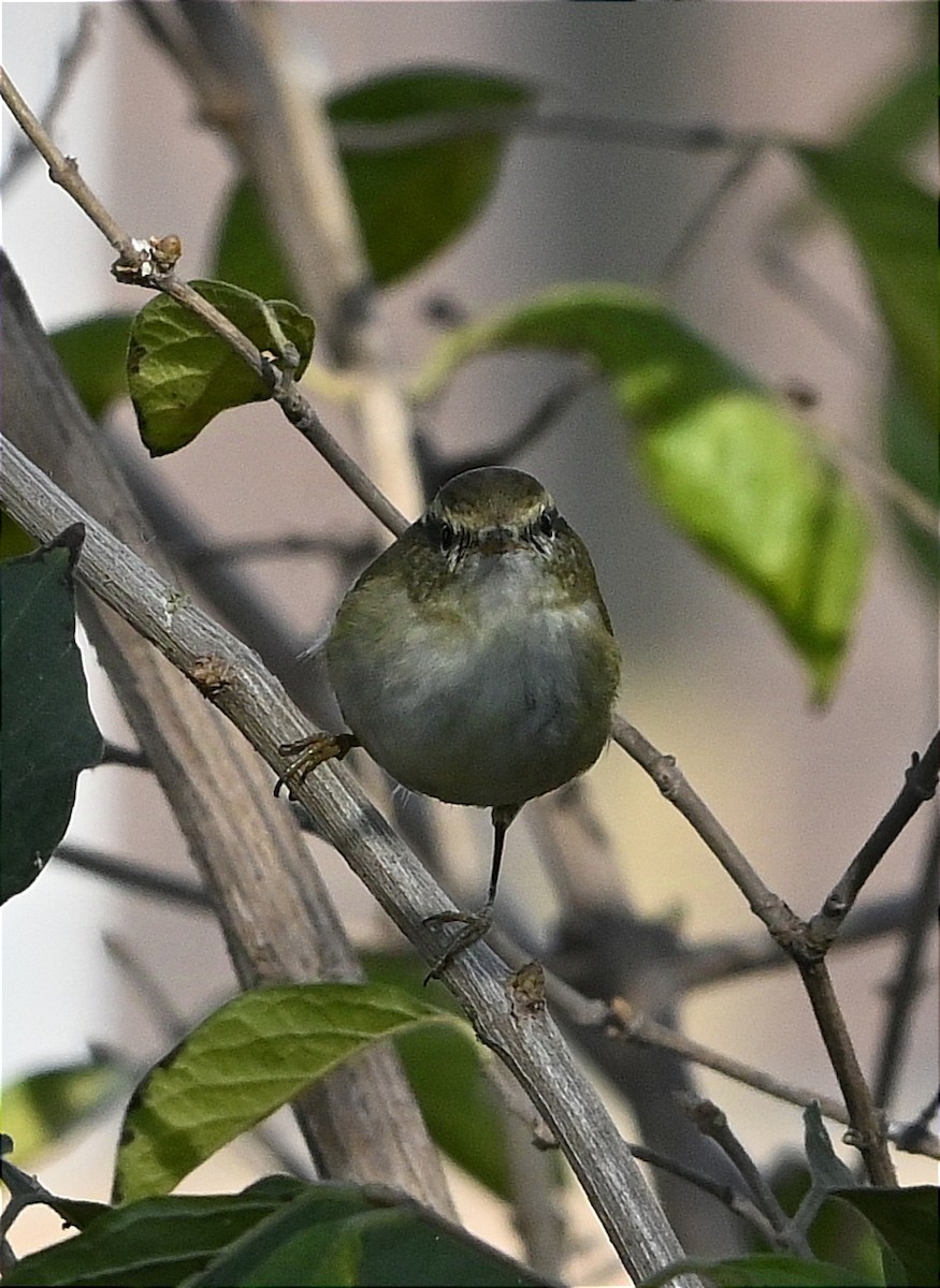 Yellow-browed Warbler - ML625728603