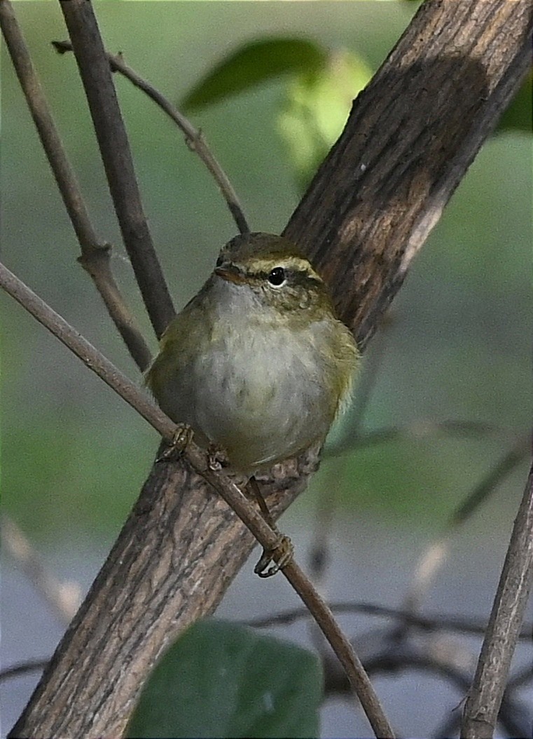 Yellow-browed Warbler - ML625728604