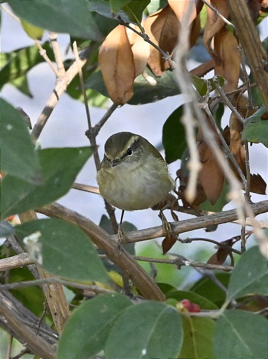 Yellow-browed Warbler - ML625728605