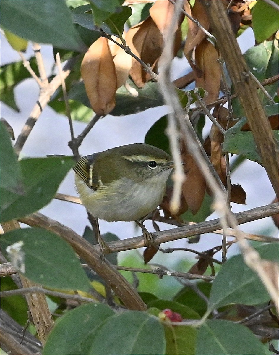 Yellow-browed Warbler - ML625728606