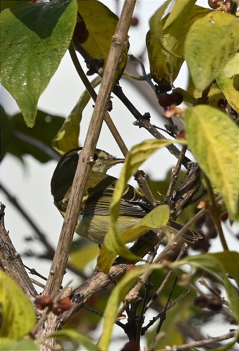 Yellow-browed Warbler - ML625728607