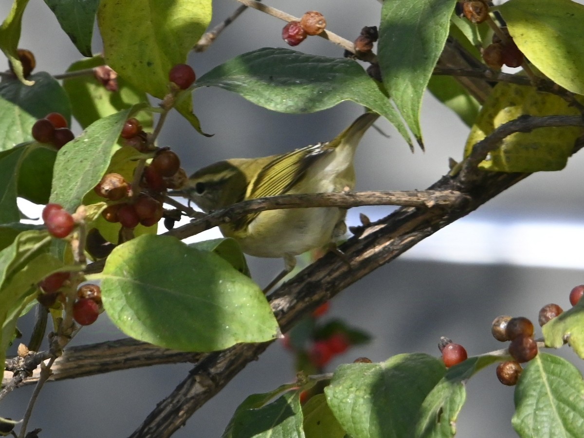 Yellow-browed Warbler - ML625728609