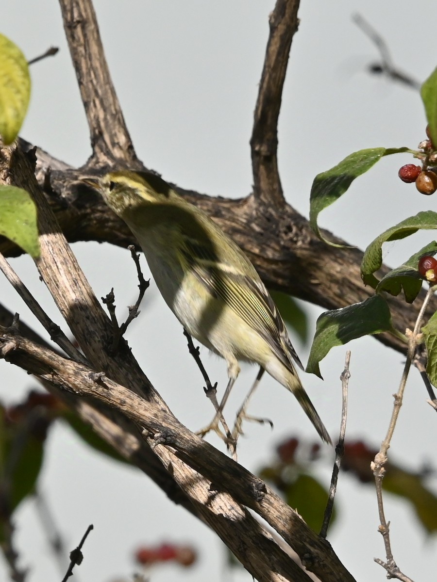 Yellow-browed Warbler - ML625728610