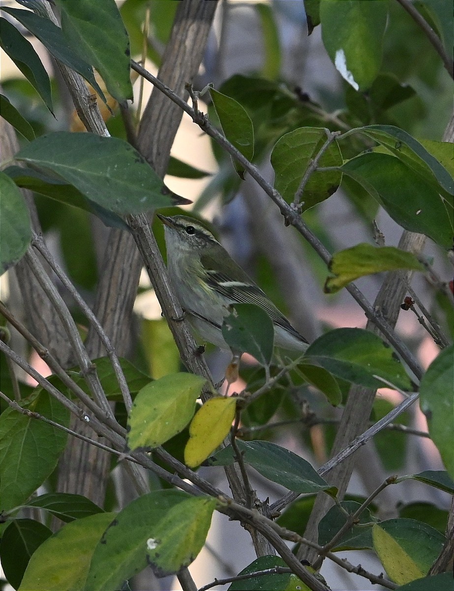 Yellow-browed Warbler - ML625728611