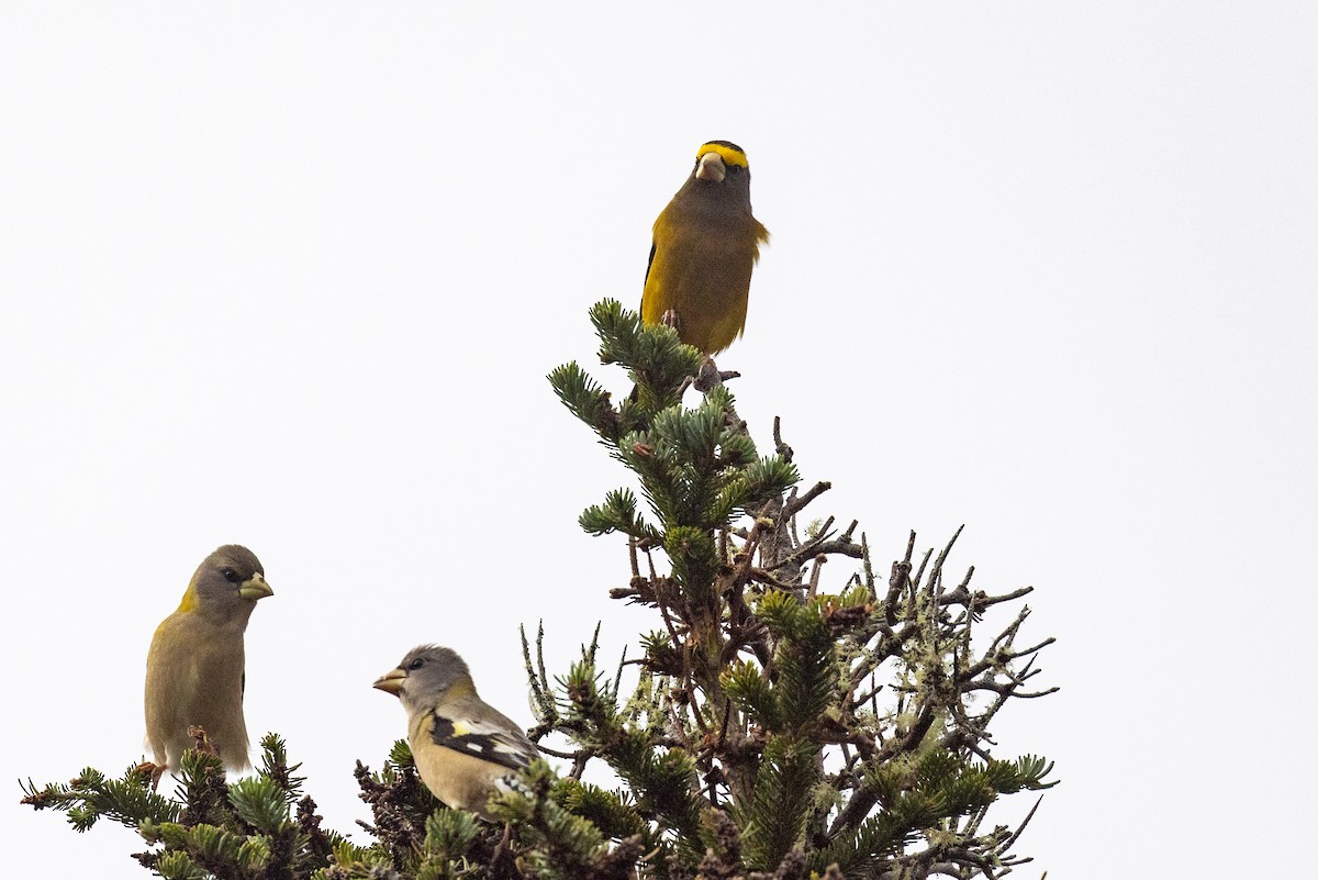Evening Grosbeak - ML625728614