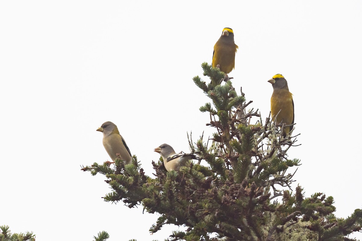 Evening Grosbeak - ML625728617