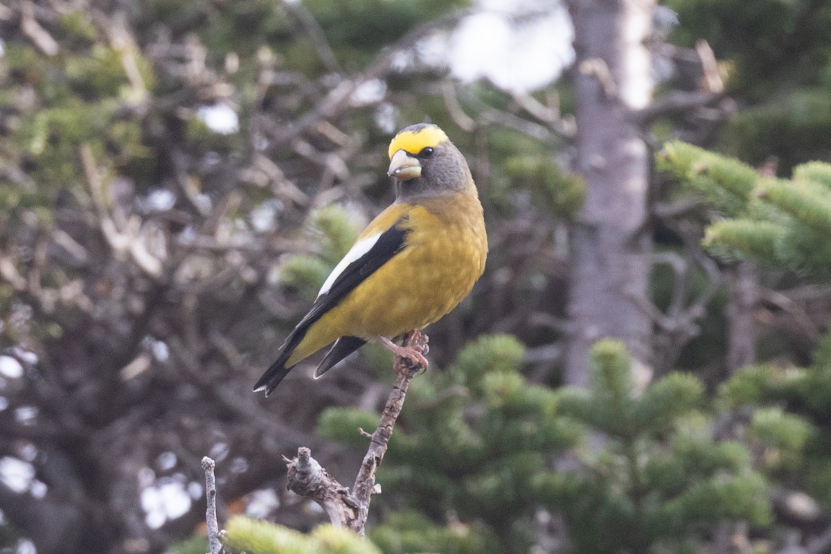 Evening Grosbeak - ML625728627