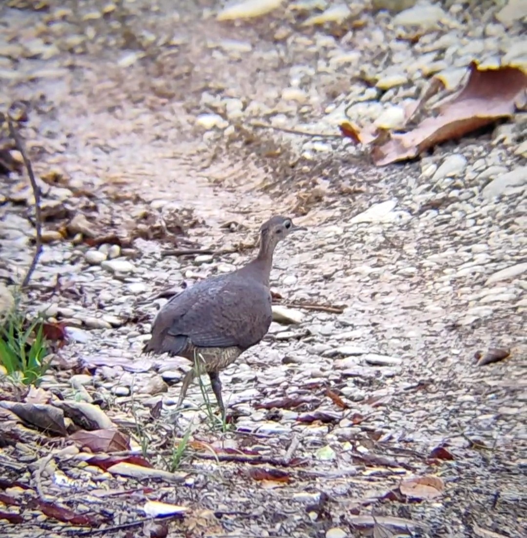 Great Tinamou - ML625728638