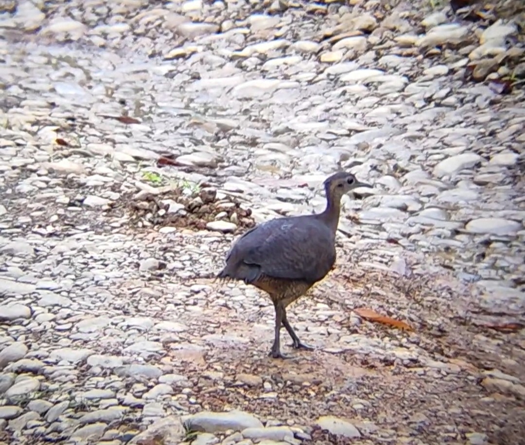 Great Tinamou - ML625728639