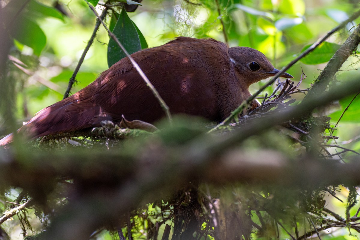 Brown Mesite - ML625728884