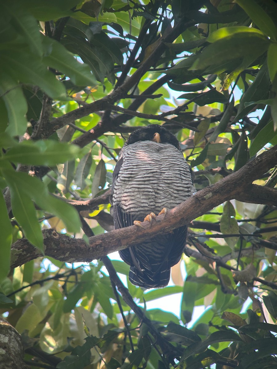 Black-and-white Owl - ML625729280