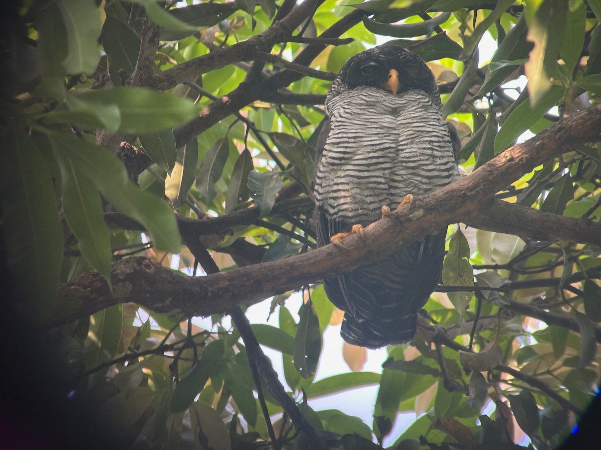 Black-and-white Owl - ML625729281