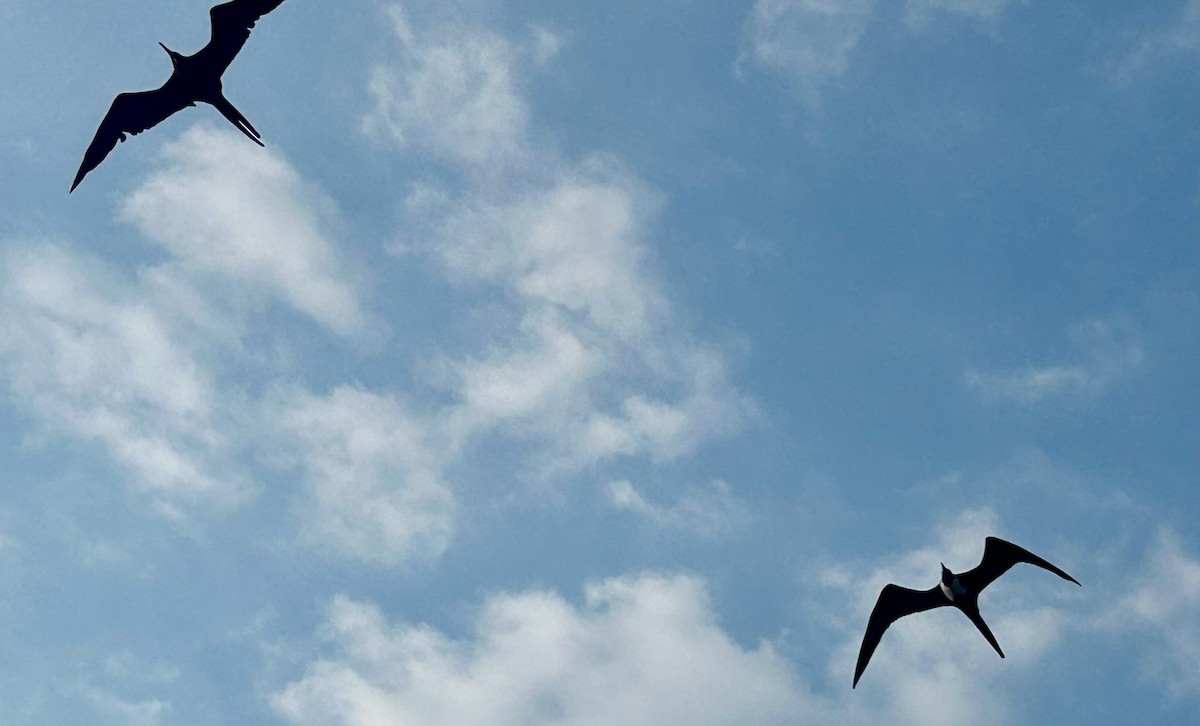 Magnificent Frigatebird - ML625729318