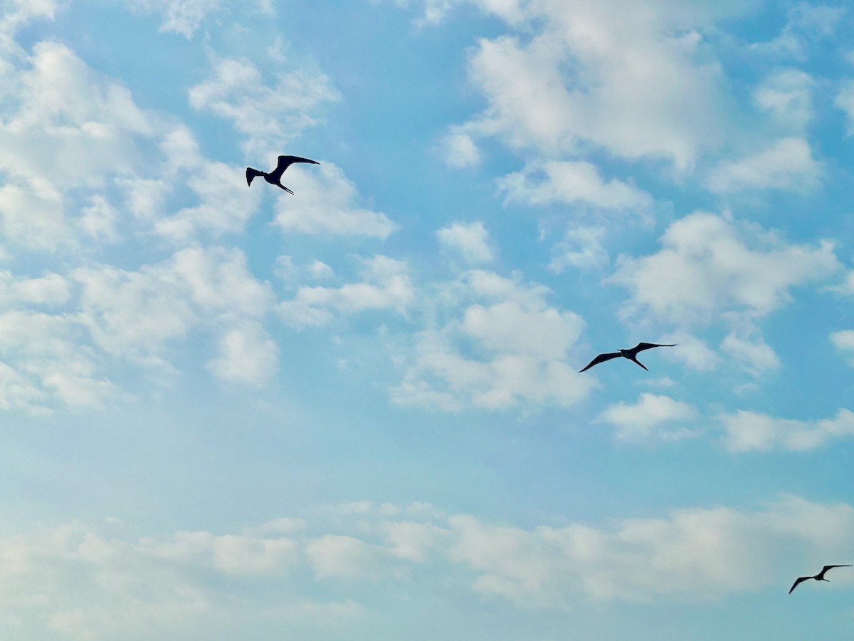 Magnificent Frigatebird - ML625729319